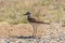 Curious Killdeer Standing