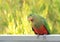 Curious King Parrot