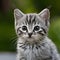 Curious kitten gazes with blurred background