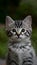 Curious kitten gazes with blurred background