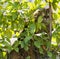 Curious kitten looking through the branches, siberian brown mackerel