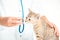 Curious kitten sniffs stethoscope.