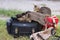 Curious kittens climb into a black bag.