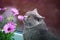 Curious kitty sniffs flowers, cute pet interacts with plants by touching them