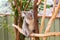 Curious koala