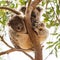 Curious koala baby looking out pouch with sleepy mummy, Kangaroo Island, Australia