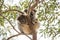 Curious koala baby with sleepy mummy, Kangaroo Island, Australia