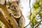 Curious koala looking around in a tree