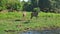 Curious kudu antelopes stand on the banks of a river in Chobe Park.