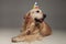 Curious labrador with colorful balloons birthday cap looks to si