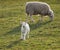 Curious Lamb (Ovus aries)