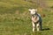 Curious lamb standing on grass