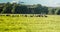 Curious lambs on meadow on the field