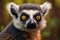 Curious Lemur Inquisitive Primate