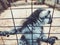 A curious lemur peers through cage. Ring-tailed lemur at the zoo