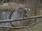 Curious lemur perched on a tree branch overlooking a tranquil pond