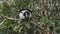 Curious lemur vari Varecia variegata is sitting on a tree branch