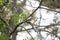 Curious Leucistic American Robin