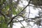 Curious Leucistic American Robin