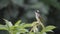 Curious Light-Vented Bulbul Sitting on Top of a Bush, Portrait shot