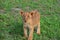 Curious lion cub