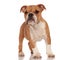 Curious little brown english bulldog puppy dog standing