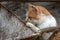 Curious little cat trying to climb into a wheelbarrow