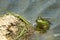 A Curious Little Frog, Peeking out of His Pond