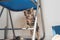 Curious little grey kitten standing on a chair