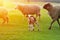 Curious little lamb standing and watching. Sunrise warm light on beautiful meadow