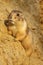 Curious little prairie dog on a sandy hill