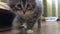 curious little tabby kitten comes close and sniffs the camera