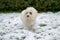 Curious little white Maltese Havanese mix dog