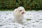 Curious little white Maltese Havanese mix dog