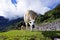 Curious llama at Machu Picchu wants to take a photo