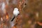 Curious Long-tailed tit, Aegithalos caudatus looking for some food in the middle of autumnal boreal forest.