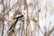 Curious Long-tailed tit, Aegithalos caudatus looking for some food in the middle of autumnal boreal forest.