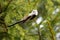 Curious Long-tailed tit, Aegithalos caudatus looking for some food in the middle of spring boreal forest.