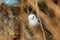 Curious Long-tailed tit, Aegithalos caudatus looking for some food in the middle of spring boreal forest.