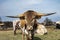Curious Longhorn calf with shorter horns