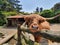 A Curious Longhorn Cattle Investigates The Camera