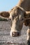 Curious looking brown cow head