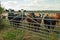 Curious looking Cattle at a farm gate.