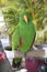 A curious looking green parrot sitting on a perch
