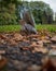 A curious looking grey squirrel on autumn leaves