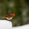 Curious looking Robin in snow