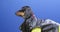 Curious lovely dachshund puppy in a cool leather jacket and yellow t-shirt saw something interesting and ran away to