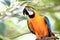 Curious Macaw