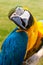 Curious macaw.