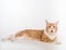 Curious Maine Coon Cat Lying on the White Table with Reflection. White Background. Open Mouth